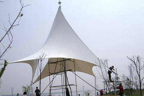 泰安勝利水庫向日葵视频色板 